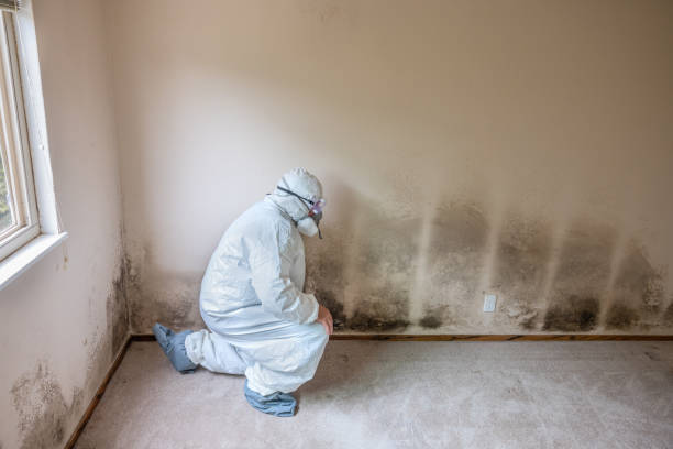 Mold Odor Removal Services in Spring Lake, NC